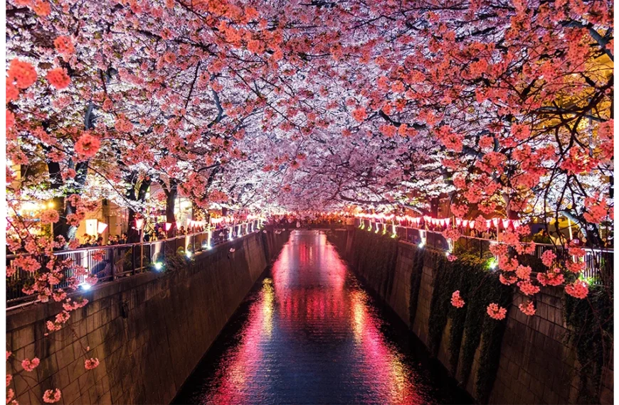 Japanese architecture cherry blossom