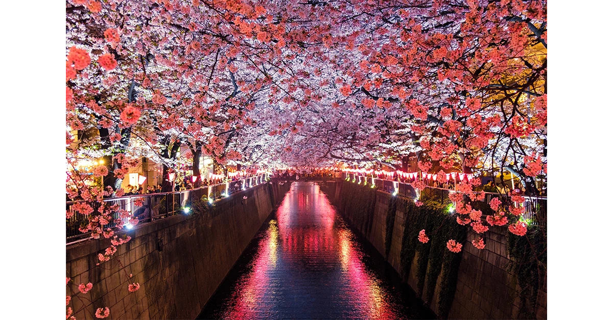 Japanese architecture cherry blossom