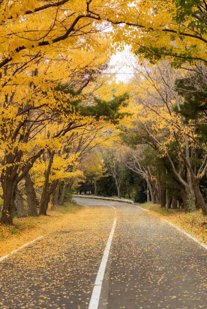 A fall photograph of Yellow Spring Road, Japan, featuring golden trees, scattered leaves, stone lanterns, and Japanese-style houses in the background.