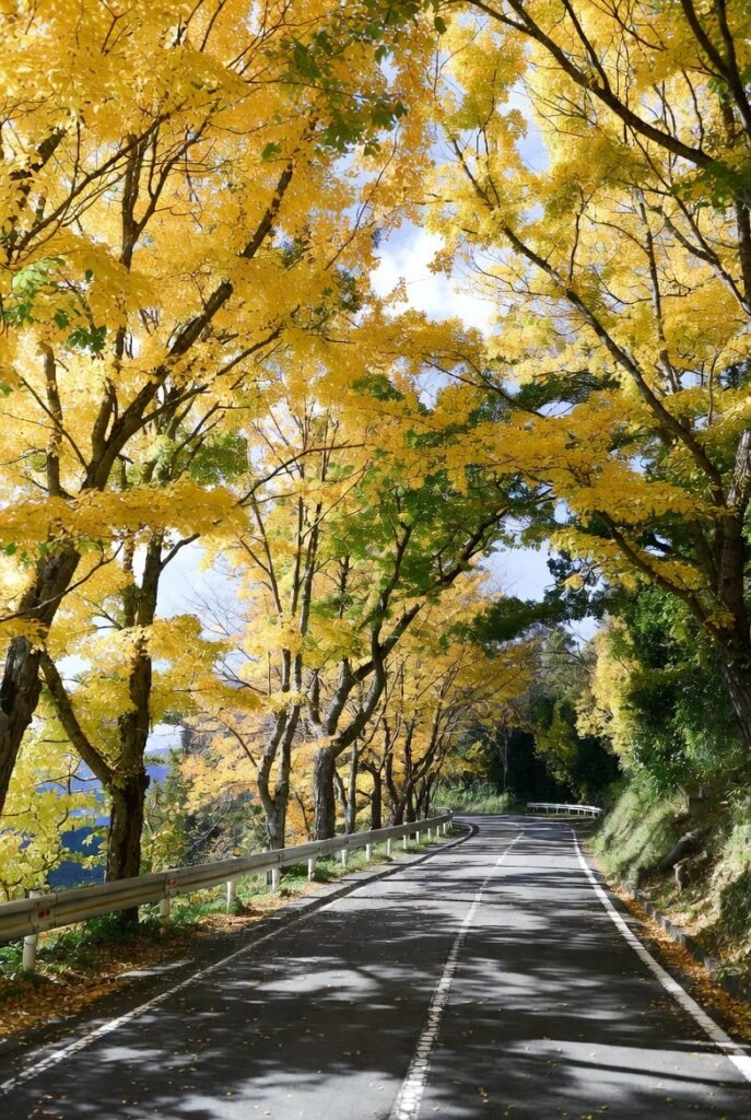 An authentic autumn capture of Yellow Spring Road in Japan, with trees turning yellow and stone lanterns standing along the road near traditional homes.