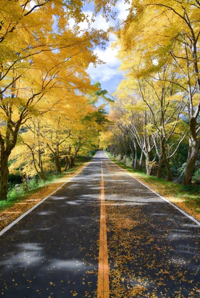 A photograph showing the calm atmosphere of Yellow Spring Road in Japan during autumn, golden leaves on the ground, and stone lanterns beside aged Japanese houses.