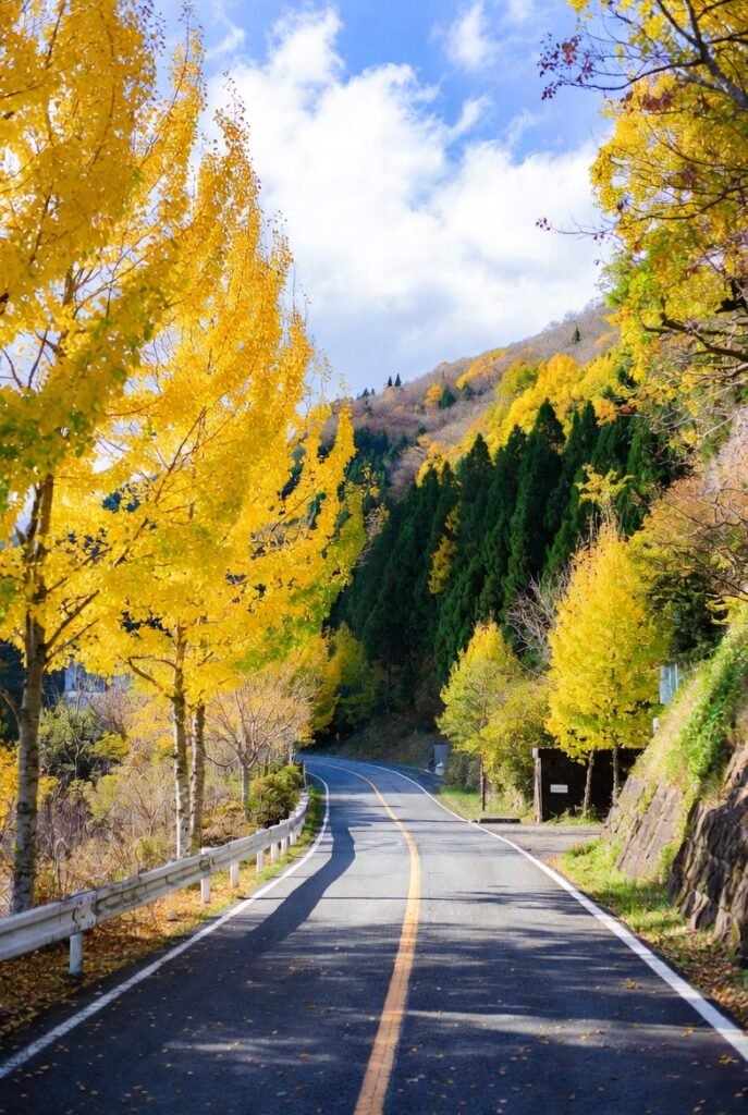 A natural photograph depicting Yellow Spring Road in Japan during fall, filled with yellow foliage, stone lanterns, and traditional buildings in the background.